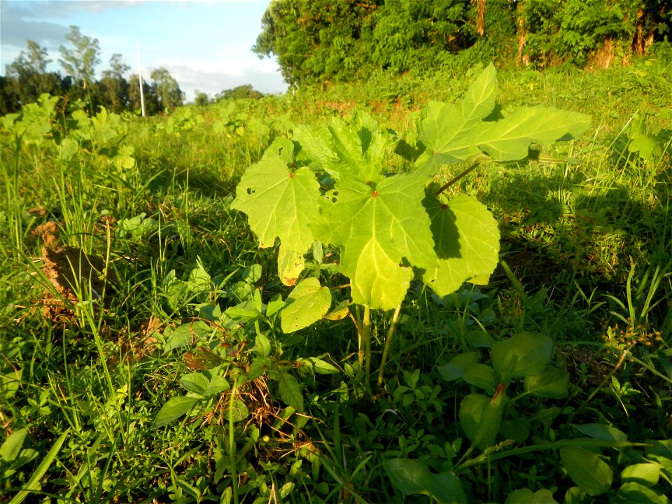 Paddy fields and vegetable (Capsicum annuum var. longum, Okra, Momordica charantia and Vigna unguiculata subsp. sesquipedalis) plantations in Upig - Bagong Barrio, San Ildefonso, Bulacan Barangays Upi