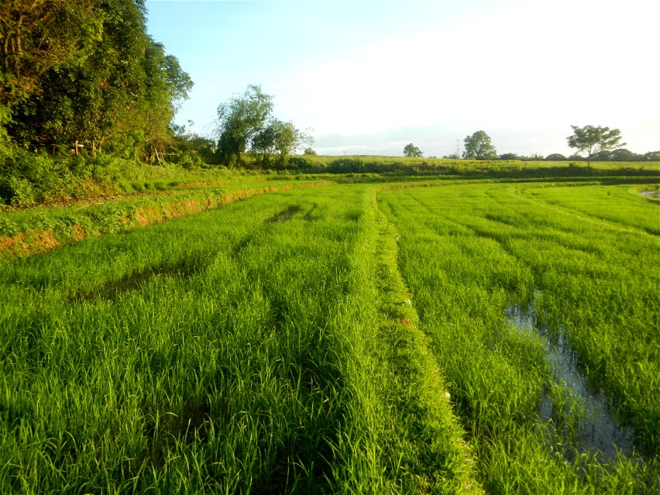 Paddy fields and vegetable (Capsicum annuum var. longum, Okra, Momordica charantia and Vigna unguiculata subsp. sesquipedalis) plantations in Upig - Bagong Barrio, San Ildefonso, Bulacan Barangays Upi
