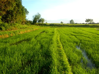 Paddy fields and vegetable (Capsicum annuum var. longum, Okra, Momordica charantia and Vigna unguiculata subsp. sesquipedalis) plantations in Upig - Bagong Barrio, San Ildefonso, Bulacan Barangays Upi