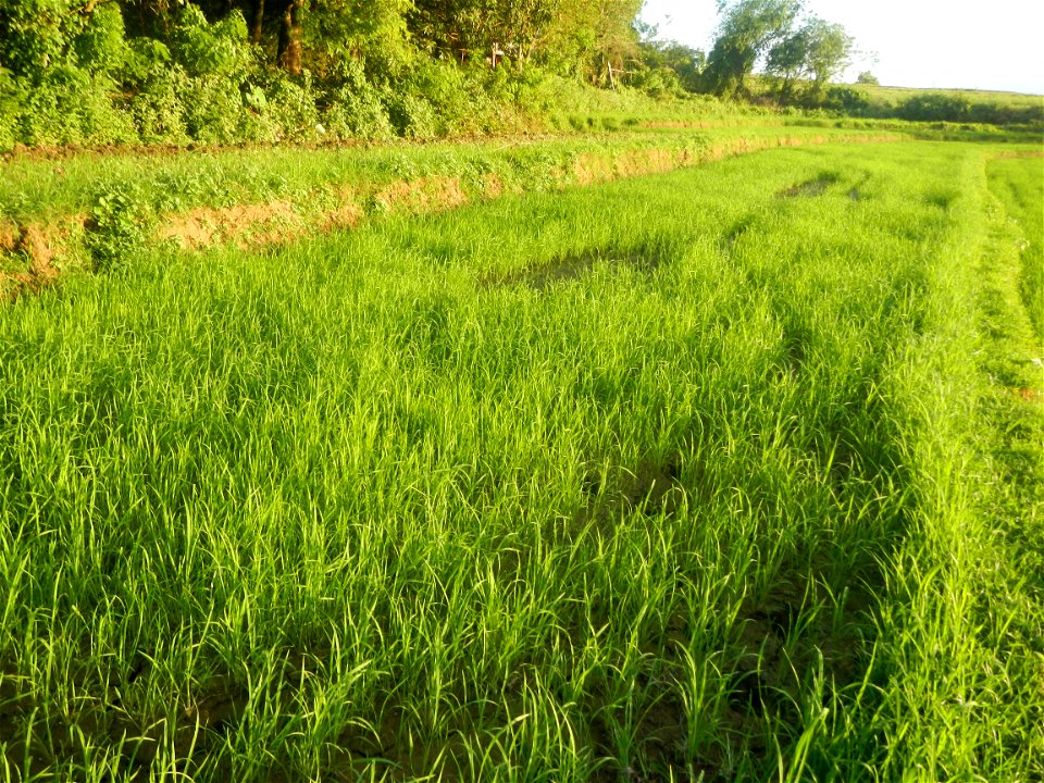Paddy fields and vegetable (Capsicum annuum var. longum, Okra, Momordica charantia and Vigna unguiculata subsp. sesquipedalis) plantations in Upig - Bagong Barrio, San Ildefonso, Bulacan Barangays Upi
