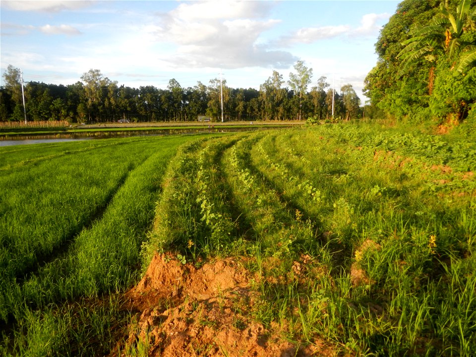 Paddy fields and vegetable (Capsicum annuum var. longum, Okra, Momordica charantia and Vigna unguiculata subsp. sesquipedalis) plantations in Upig - Bagong Barrio, San Ildefonso, Bulacan Barangays Upi