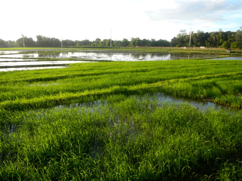 Paddy fields and vegetable (Capsicum annuum var. longum, Okra, Momordica charantia and Vigna unguiculata subsp. sesquipedalis) plantations in Upig - Bagong Barrio, San Ildefonso, Bulacan Barangays Upi