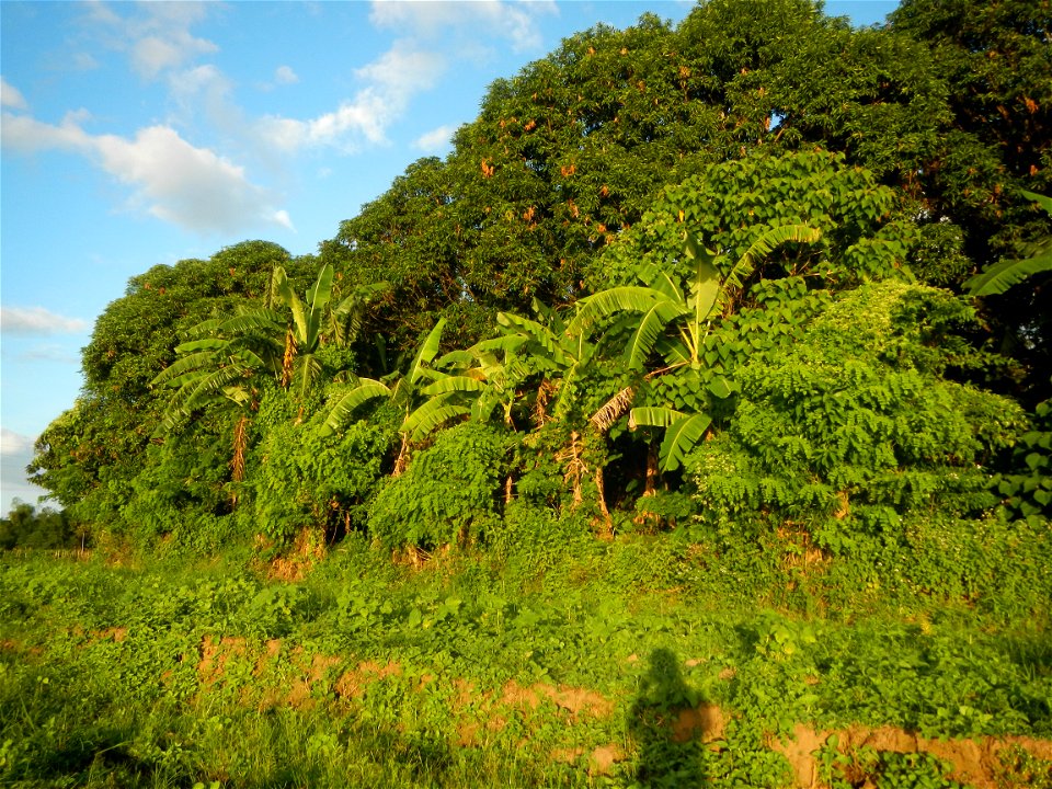 Paddy fields and vegetable (Capsicum annuum var. longum, Okra, Momordica charantia and Vigna unguiculata subsp. sesquipedalis) plantations in Upig - Bagong Barrio, San Ildefonso, Bulacan Barangays Upi