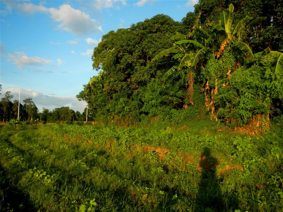 Paddy fields and vegetable (Capsicum annuum var. longum, Okra, Momordica charantia and Vigna unguiculata subsp. sesquipedalis) plantations in Upig - Bagong Barrio, San Ildefonso, Bulacan Barangays Upi