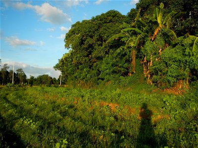 Paddy fields and vegetable (Capsicum annuum var. longum, Okra, Momordica charantia and Vigna unguiculata subsp. sesquipedalis) plantations in Upig - Bagong Barrio, San Ildefonso, Bulacan Barangays Upi