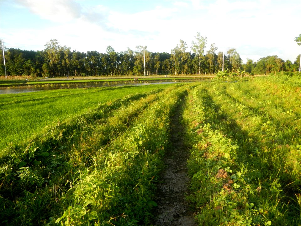 Paddy fields and vegetable (Capsicum annuum var. longum, Okra, Momordica charantia and Vigna unguiculata subsp. sesquipedalis) plantations in Upig - Bagong Barrio, San Ildefonso, Bulacan Barangays Upi