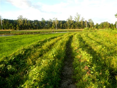 Paddy fields and vegetable (Capsicum annuum var. longum, Okra, Momordica charantia and Vigna unguiculata subsp. sesquipedalis) plantations in Upig - Bagong Barrio, San Ildefonso, Bulacan Barangays Upi