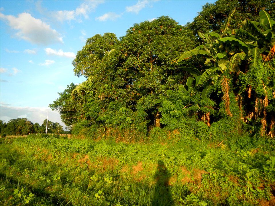 Paddy fields and vegetable (Capsicum annuum var. longum, Okra, Momordica charantia and Vigna unguiculata subsp. sesquipedalis) plantations in Upig - Bagong Barrio, San Ildefonso, Bulacan Barangays Upi