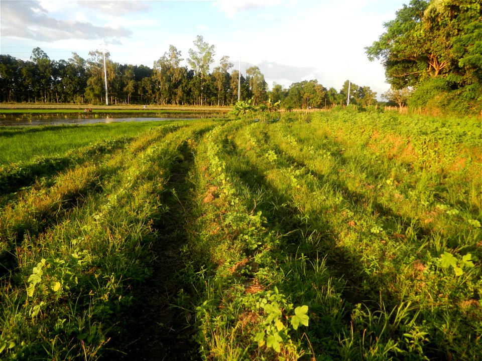 Paddy fields and vegetable (Capsicum annuum var. longum, Okra, Momordica charantia and Vigna unguiculata subsp. sesquipedalis) plantations in Upig - Bagong Barrio, San Ildefonso, Bulacan Barangays Upi