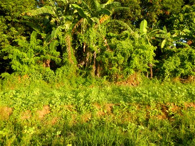 Paddy fields and vegetable (Capsicum annuum var. longum, Okra, Momordica charantia and Vigna unguiculata subsp. sesquipedalis) plantations in Upig - Bagong Barrio, San Ildefonso, Bulacan Barangays Upi