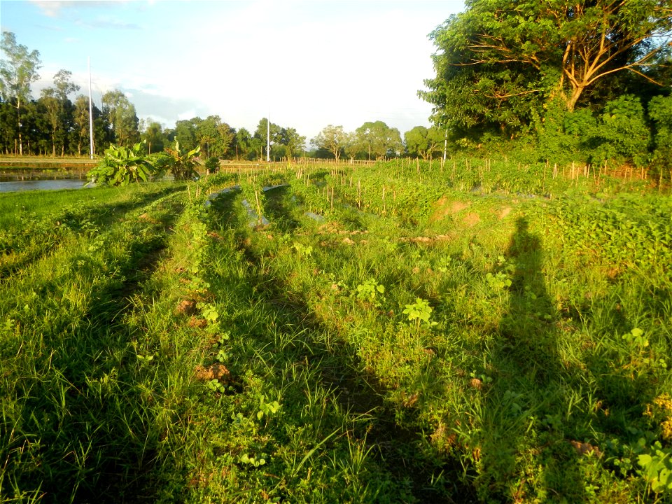 Paddy fields and vegetable (Capsicum annuum var. longum, Okra, Momordica charantia and Vigna unguiculata subsp. sesquipedalis) plantations in Upig - Bagong Barrio, San Ildefonso, Bulacan Barangays Upi