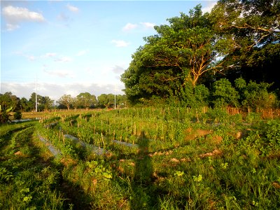 Paddy fields and vegetable (Capsicum annuum var. longum, Okra, Momordica charantia and Vigna unguiculata subsp. sesquipedalis) plantations in Upig - Bagong Barrio, San Ildefonso, Bulacan Barangays Upi