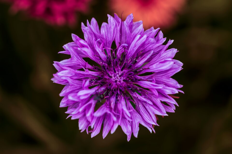Garden violet summer photo