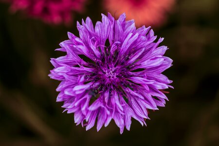 Garden violet summer