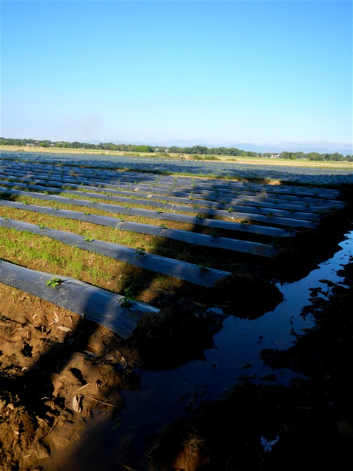 Momordica charantia (Philippines) Barangay Pulong Gubat, Lower Maasim Dam, Barangay Vizal Santo Cristo, Candaba, Pampanga, Pampanga province (Maasim, San Ildefonso, Bulacan-Pulong Gubat, Candaba, Pamp