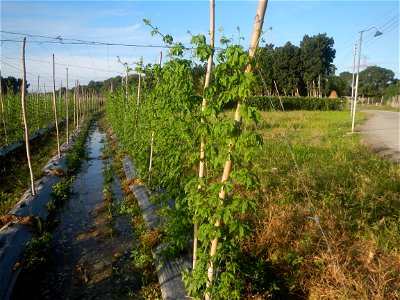 Momordica charantia plantations in Diliman II, San Rafael, Bulacan Flood control and River walls-Slope Protection (Diliman II, San Rafael, Bulacan) Grasslands, paddy and vegetable fields in Diliman I 