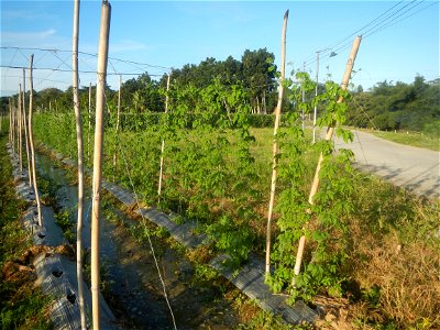 Momordica charantia plantations in Diliman II, San Rafael, Bulacan Flood control and River walls-Slope Protection (Diliman II, San Rafael, Bulacan) Grasslands, paddy and vegetable fields in Diliman I 