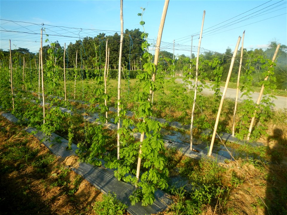 Momordica charantia plantations in Diliman II, San Rafael, Bulacan Flood control and River walls-Slope Protection (Diliman II, San Rafael, Bulacan) Grasslands, paddy and vegetable fields in Diliman I 