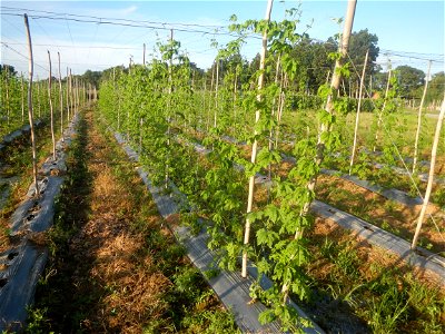 Momordica charantia plantations in Diliman II, San Rafael, Bulacan Flood control and River walls-Slope Protection (Diliman II, San Rafael, Bulacan) Grasslands, paddy and vegetable fields in Diliman I 