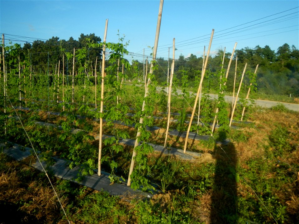 Momordica charantia plantations in Diliman II, San Rafael, Bulacan Flood control and River walls-Slope Protection (Diliman II, San Rafael, Bulacan) Grasslands, paddy and vegetable fields in Diliman I 