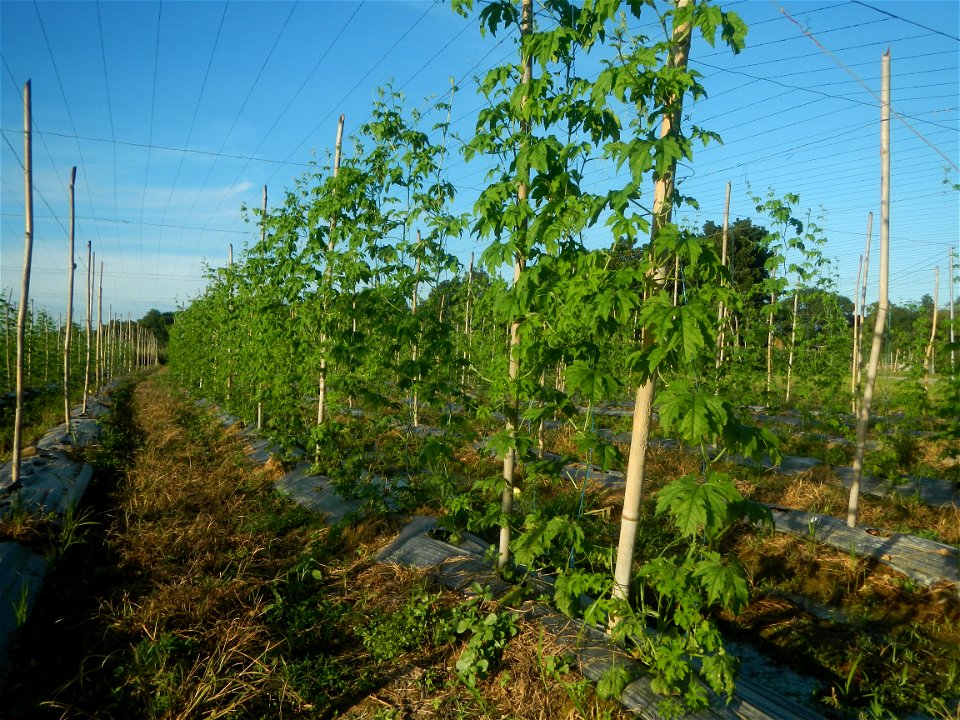 Momordica charantia plantations in Diliman II, San Rafael, Bulacan Flood control and River walls-Slope Protection (Diliman II, San Rafael, Bulacan) Grasslands, paddy and vegetable fields in Diliman I 