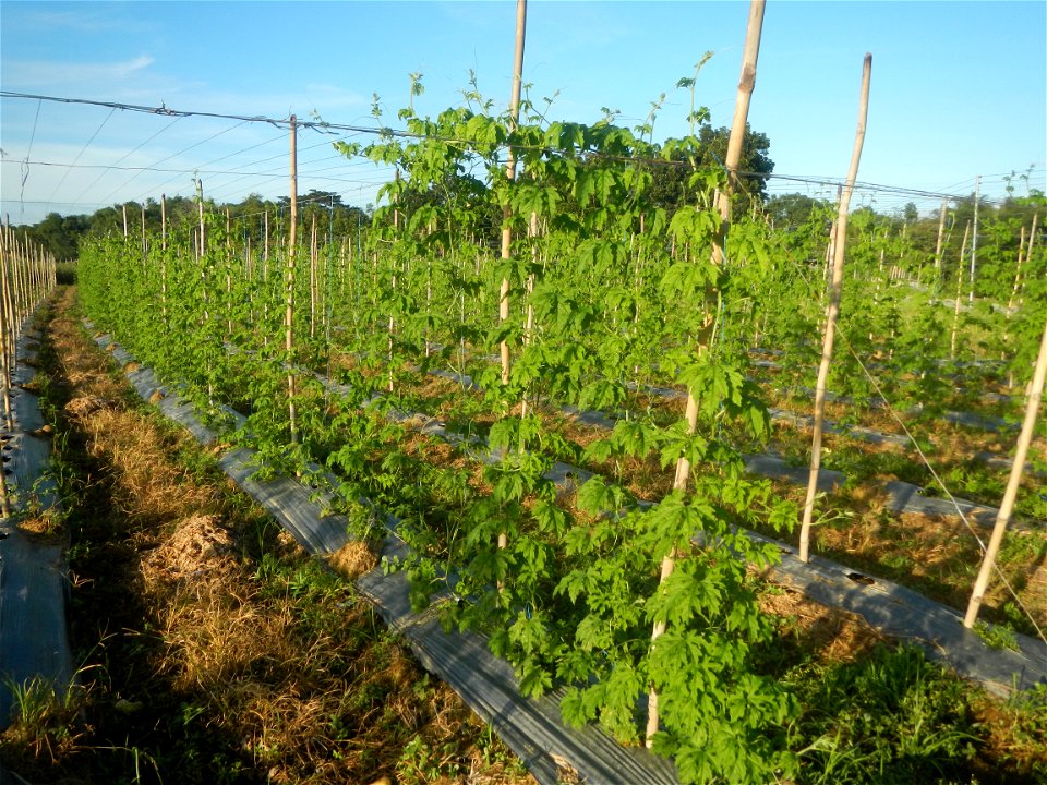 Momordica charantia plantations in Diliman II, San Rafael, Bulacan Flood control and River walls-Slope Protection (Diliman II, San Rafael, Bulacan) Grasslands, paddy and vegetable fields in Diliman I 