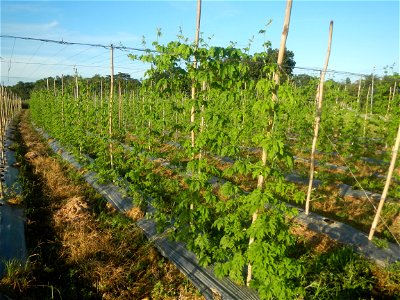 Momordica charantia plantations in Diliman II, San Rafael, Bulacan Flood control and River walls-Slope Protection (Diliman II, San Rafael, Bulacan) Grasslands, paddy and vegetable fields in Diliman I 