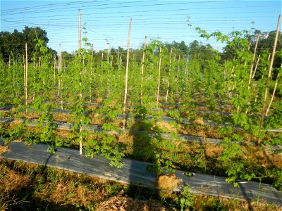 Momordica charantia plantations in Diliman II, San Rafael, Bulacan Flood control and River walls-Slope Protection (Diliman II, San Rafael, Bulacan) Grasslands, paddy and vegetable fields in Diliman I 