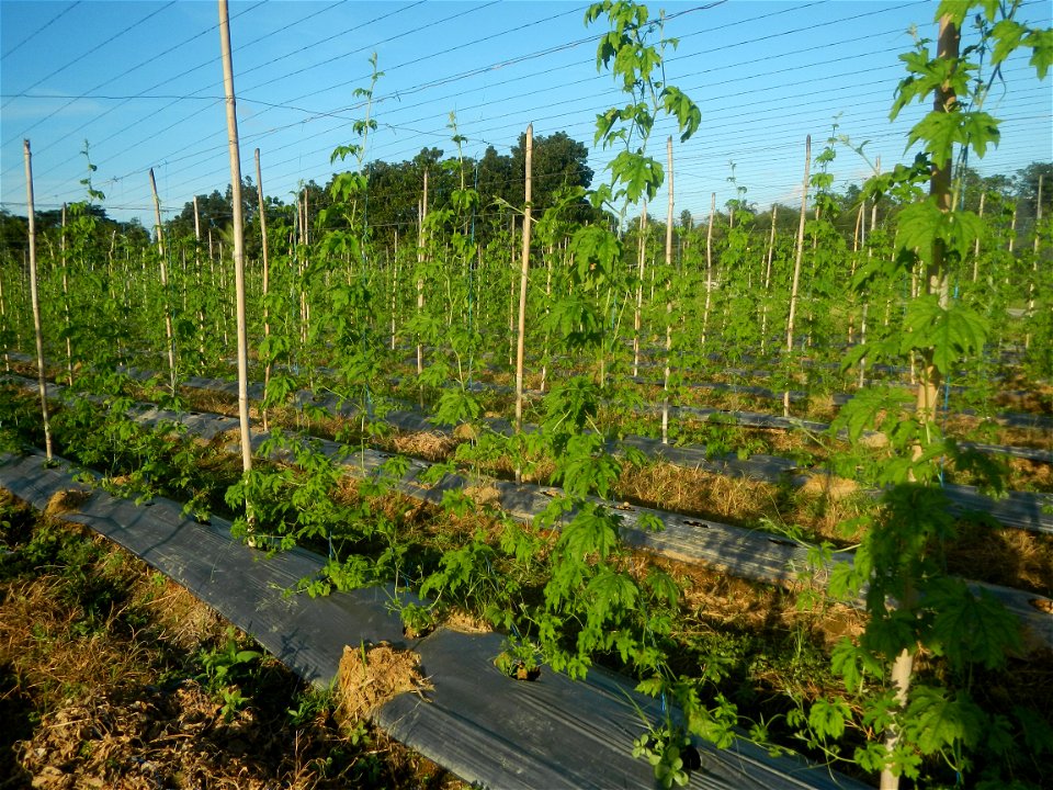 Momordica charantia plantations in Diliman II, San Rafael, Bulacan Flood control and River walls-Slope Protection (Diliman II, San Rafael, Bulacan) Grasslands, paddy and vegetable fields in Diliman I 