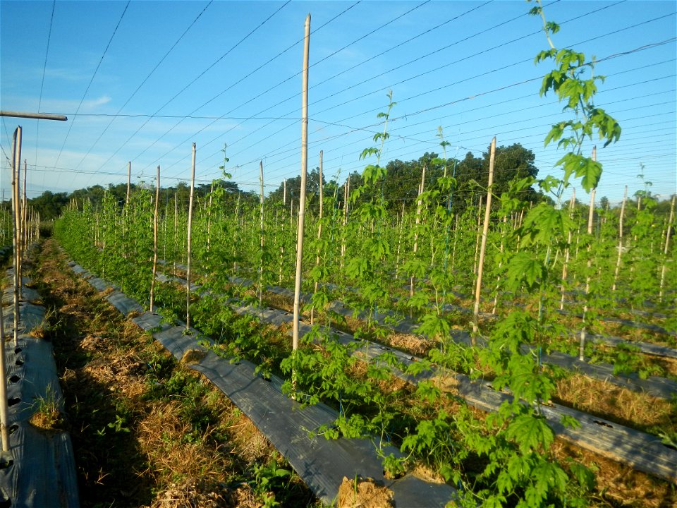 Momordica charantia plantations in Diliman II, San Rafael, Bulacan Flood control and River walls-Slope Protection (Diliman II, San Rafael, Bulacan) Grasslands, paddy and vegetable fields in Diliman I 