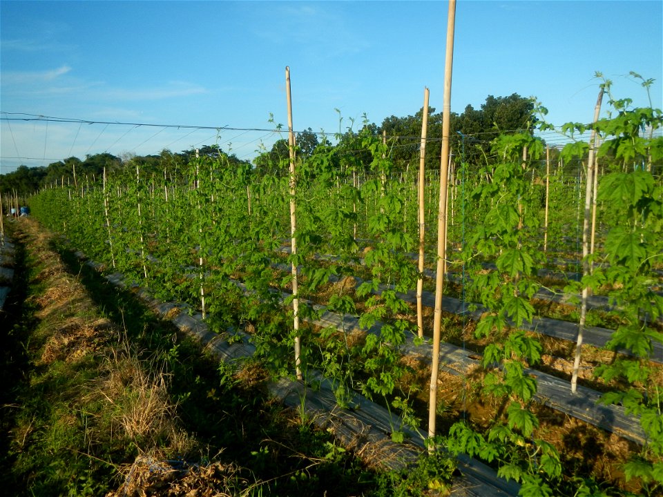 Momordica charantia plantations in Diliman II, San Rafael, Bulacan Flood control and River walls-Slope Protection (Diliman II, San Rafael, Bulacan) Grasslands, paddy and vegetable fields in Diliman I 