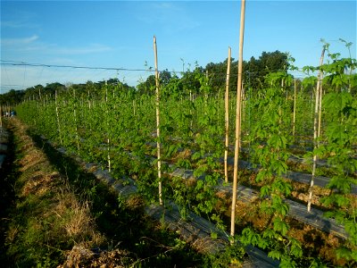 Momordica charantia plantations in Diliman II, San Rafael, Bulacan Flood control and River walls-Slope Protection (Diliman II, San Rafael, Bulacan) Grasslands, paddy and vegetable fields in Diliman I 