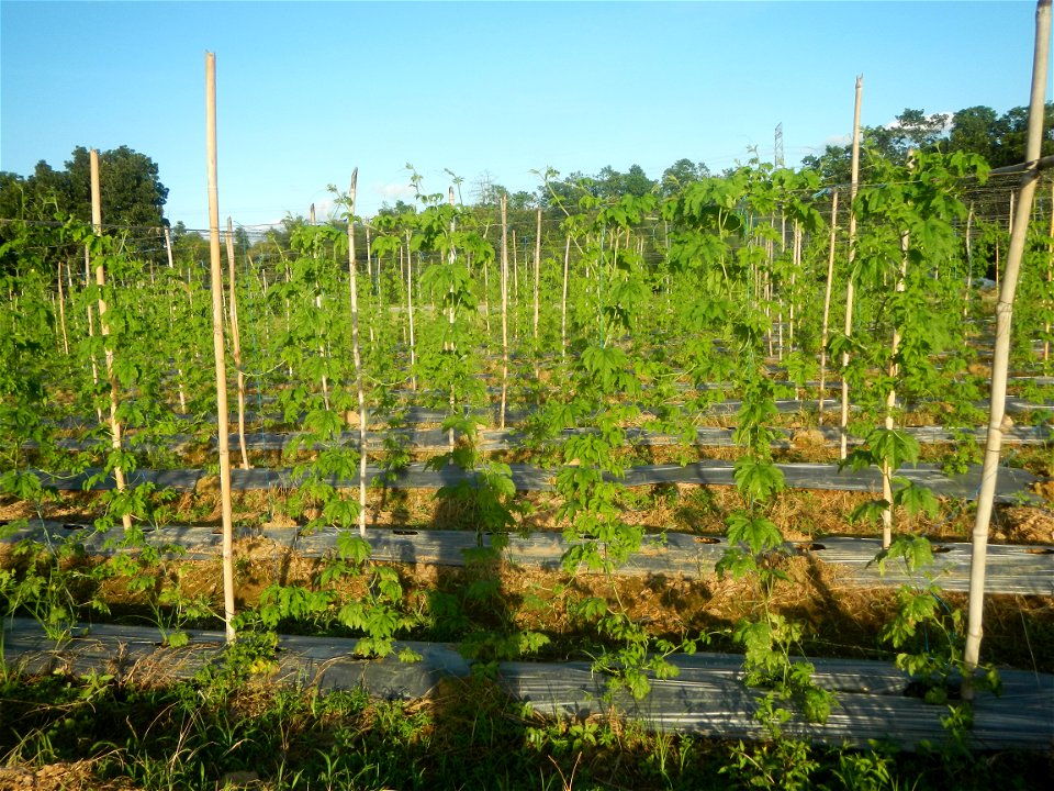 Momordica charantia plantations in Diliman II, San Rafael, Bulacan Flood control and River walls-Slope Protection (Diliman II, San Rafael, Bulacan) Grasslands, paddy and vegetable fields in Diliman I 