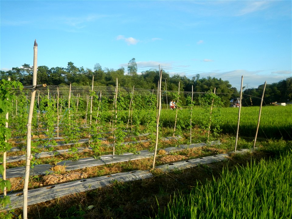 Momordica charantia plantations in Diliman II, San Rafael, Bulacan Flood control and River walls-Slope Protection (Diliman II, San Rafael, Bulacan) Grasslands, paddy and vegetable fields in Diliman I 