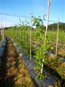 Momordica charantia plantations in Diliman II, San Rafael, Bulacan Flood control and River walls-Slope Protection (Diliman II, San Rafael, Bulacan) Grasslands, paddy and vegetable fields in Diliman I 