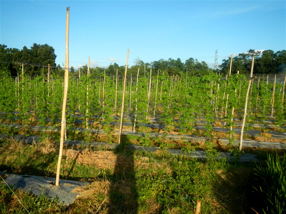 Momordica charantia plantations in Diliman II, San Rafael, Bulacan Flood control and River walls-Slope Protection (Diliman II, San Rafael, Bulacan) Grasslands, paddy and vegetable fields in Diliman I 