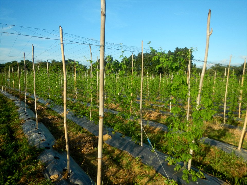 Momordica charantia plantations in Diliman II, San Rafael, Bulacan Flood control and River walls-Slope Protection (Diliman II, San Rafael, Bulacan) Grasslands, paddy and vegetable fields in Diliman I 