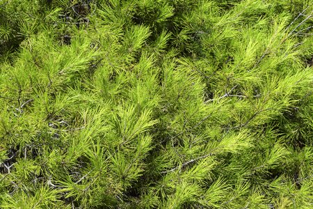 Christmas background pine