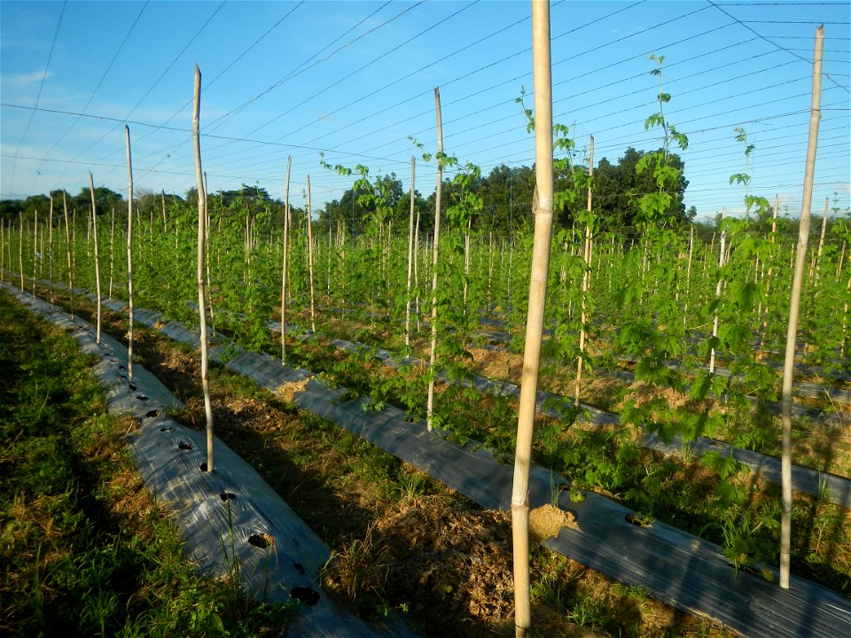 Momordica charantia plantations in Diliman II, San Rafael, Bulacan Flood control and River walls-Slope Protection (Diliman II, San Rafael, Bulacan) Grasslands, paddy and vegetable fields in Diliman I 