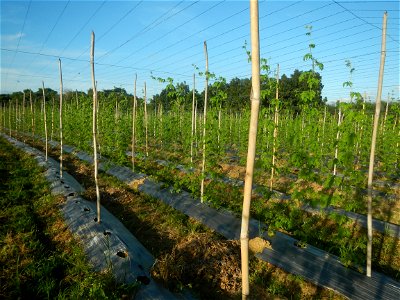 Momordica charantia plantations in Diliman II, San Rafael, Bulacan Flood control and River walls-Slope Protection (Diliman II, San Rafael, Bulacan) Grasslands, paddy and vegetable fields in Diliman I 