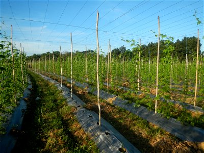 Momordica charantia plantations in Diliman II, San Rafael, Bulacan Flood control and River walls-Slope Protection (Diliman II, San Rafael, Bulacan) Grasslands, paddy and vegetable fields in Diliman I 