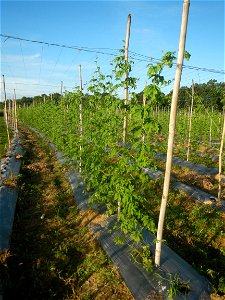 Momordica charantia plantations in Diliman II, San Rafael, Bulacan Flood control and River walls-Slope Protection (Diliman II, San Rafael, Bulacan) Grasslands, paddy and vegetable fields in Diliman I 