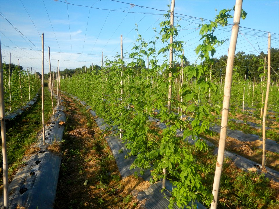 Momordica charantia plantations in Diliman II, San Rafael, Bulacan Flood control and River walls-Slope Protection (Diliman II, San Rafael, Bulacan) Grasslands, paddy and vegetable fields in Diliman I 