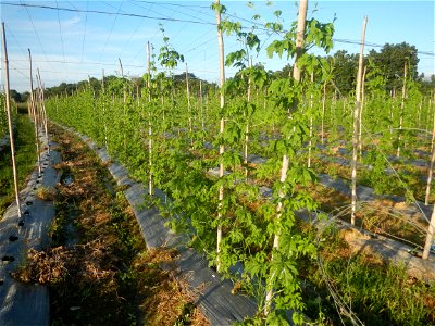 Momordica charantia plantations in Diliman II, San Rafael, Bulacan Flood control and River walls-Slope Protection (Diliman II, San Rafael, Bulacan) Grasslands, paddy and vegetable fields in Diliman I 