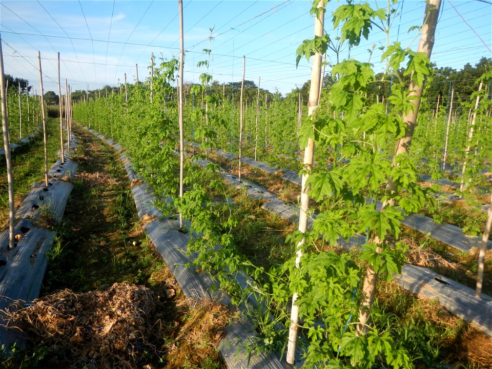 Momordica charantia plantations in Diliman II, San Rafael, Bulacan Flood control and River walls-Slope Protection (Diliman II, San Rafael, Bulacan) Grasslands, paddy and vegetable fields in Diliman I 