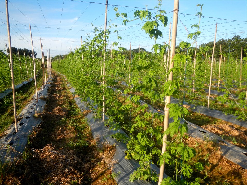 Momordica charantia plantations in Diliman II, San Rafael, Bulacan Flood control and River walls-Slope Protection (Diliman II, San Rafael, Bulacan) Grasslands, paddy and vegetable fields in Diliman I 