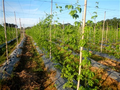 Momordica charantia plantations in Diliman II, San Rafael, Bulacan Flood control and River walls-Slope Protection (Diliman II, San Rafael, Bulacan) Grasslands, paddy and vegetable fields in Diliman I 