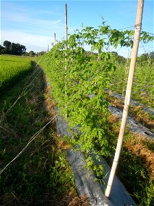 Momordica charantia plantations in Diliman II, San Rafael, Bulacan Flood control and River walls-Slope Protection (Diliman II, San Rafael, Bulacan) Grasslands, paddy and vegetable fields in Diliman I 