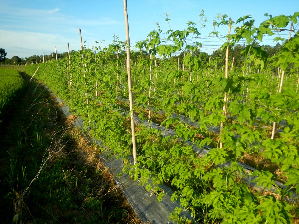 Momordica charantia plantations in Diliman II, San Rafael, Bulacan Flood control and River walls-Slope Protection (Diliman II, San Rafael, Bulacan) Grasslands, paddy and vegetable fields in Diliman I 