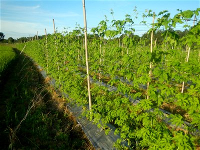 Momordica charantia plantations in Diliman II, San Rafael, Bulacan Flood control and River walls-Slope Protection (Diliman II, San Rafael, Bulacan) Grasslands, paddy and vegetable fields in Diliman I 
